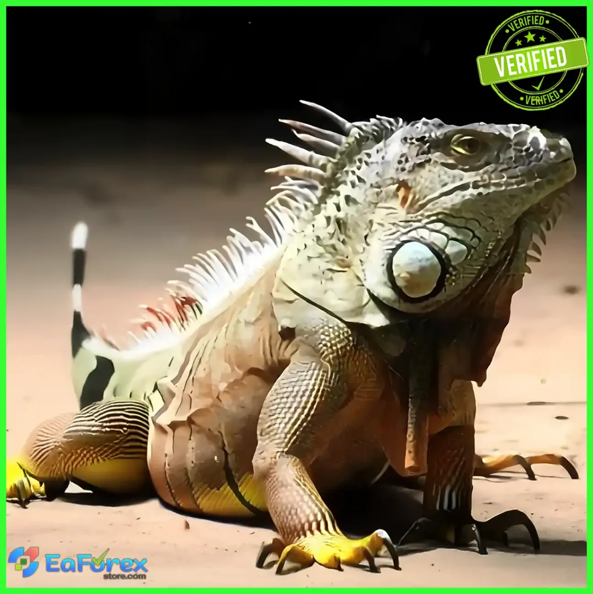 Lizard Scalper Pro EA
