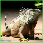 Lizard Scalper Pro EA
