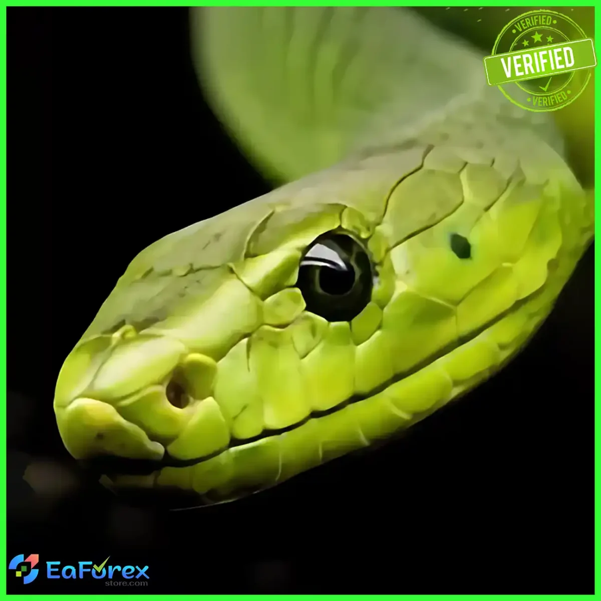 Snake Crazy Pro EA
