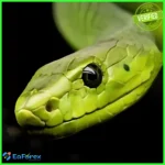 Snake Crazy Pro EA