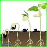 The seed of a big tree EA MT4