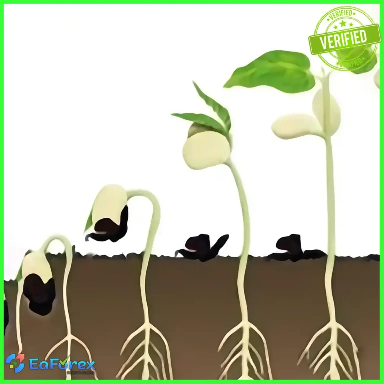 The seed of a big tree EA MT4